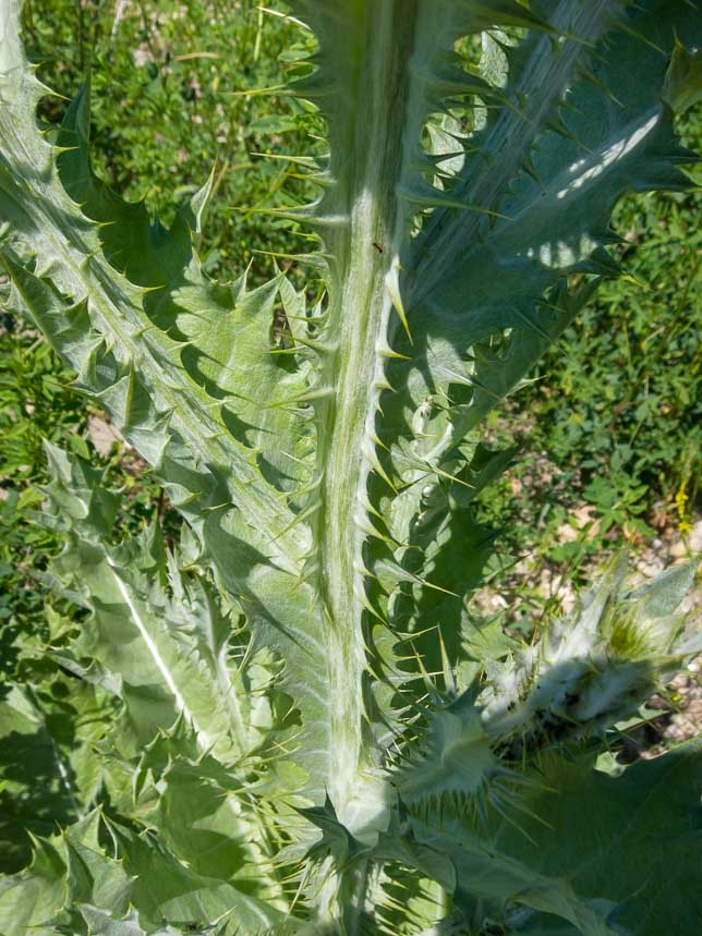 Onopordum acanthium /Onopordo tomentoso